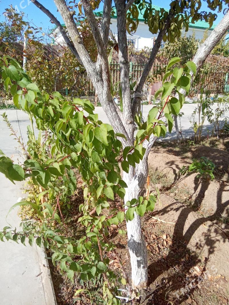 erik alma şefdaly şitilleri - Тязе заман - img 3