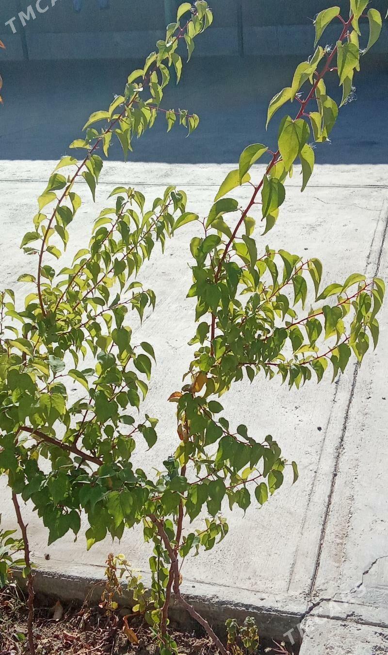 erik alma şefdaly şitilleri - Тязе заман - img 1