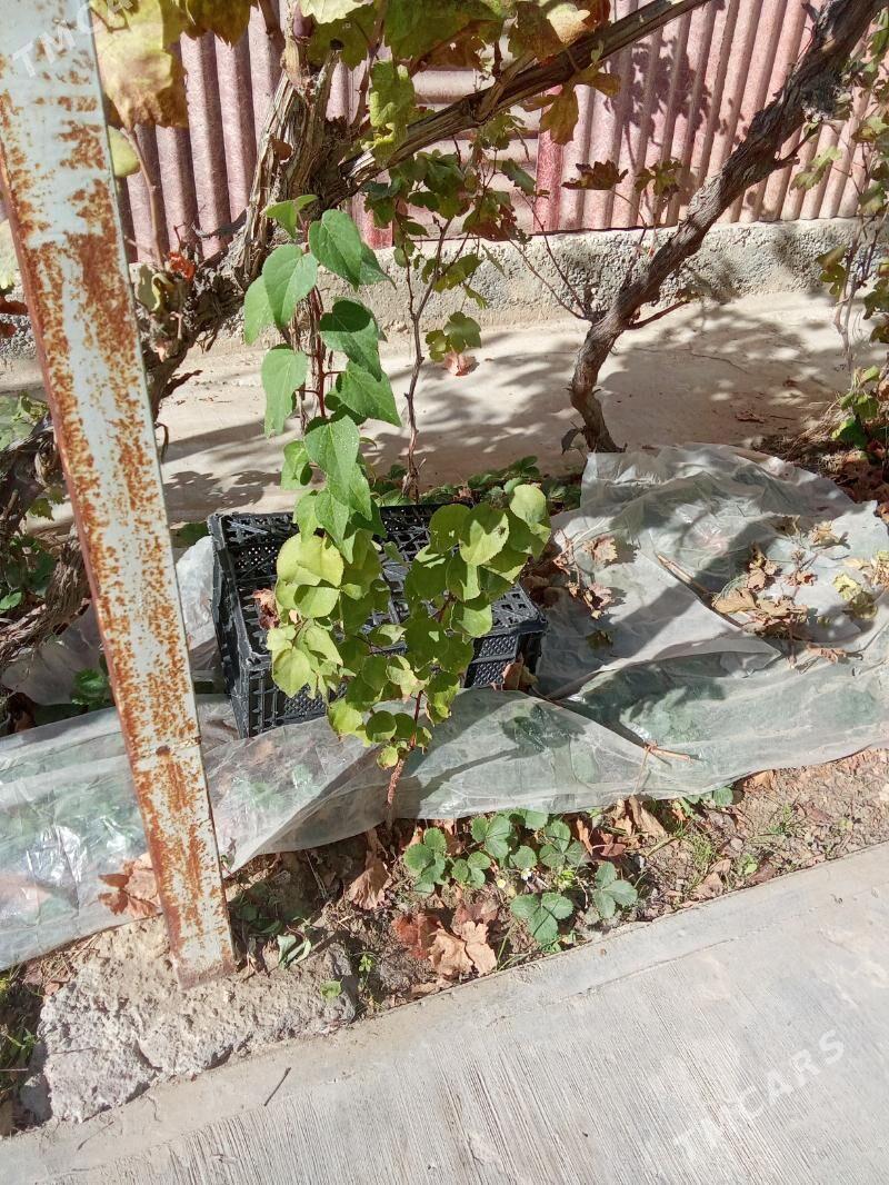 erik alma şefdaly şitilleri - Тязе заман - img 2