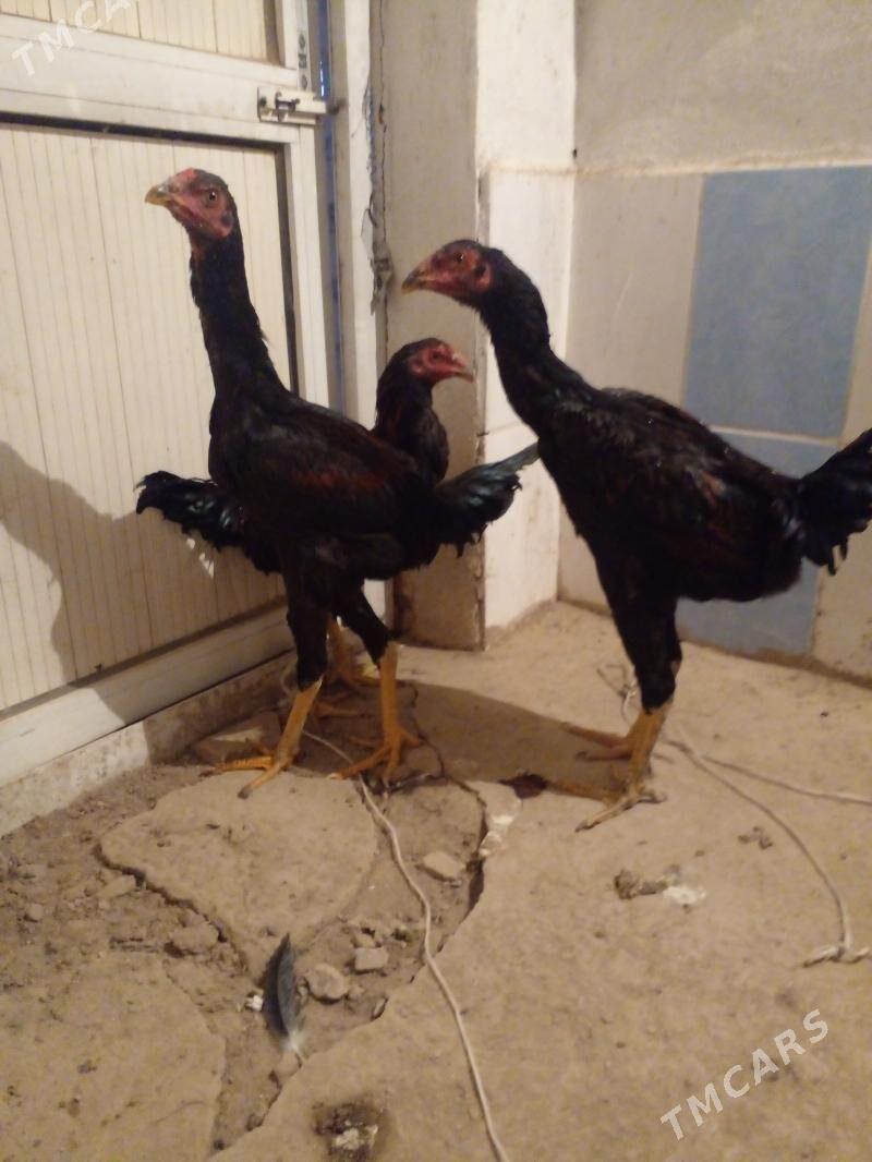 Horaz baysow juyjeler - Керки - img 4