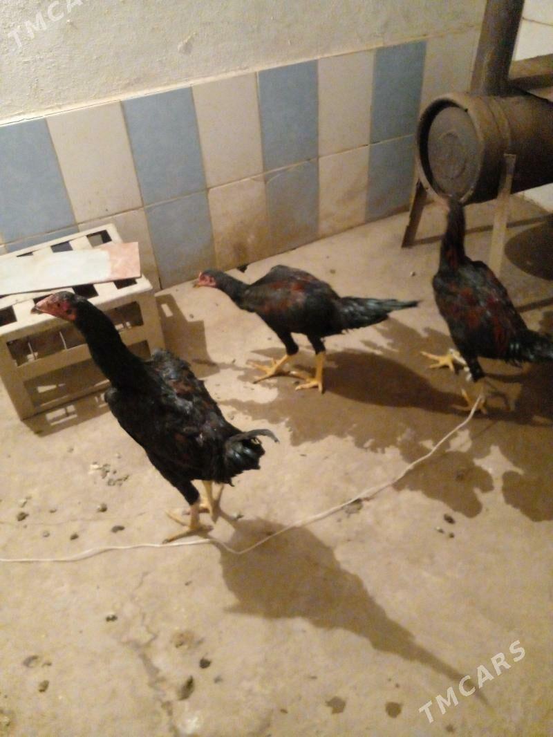 Horaz baysow juyjeler - Керки - img 3