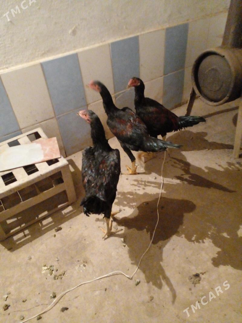 Horaz baysow juyjeler - Керки - img 1