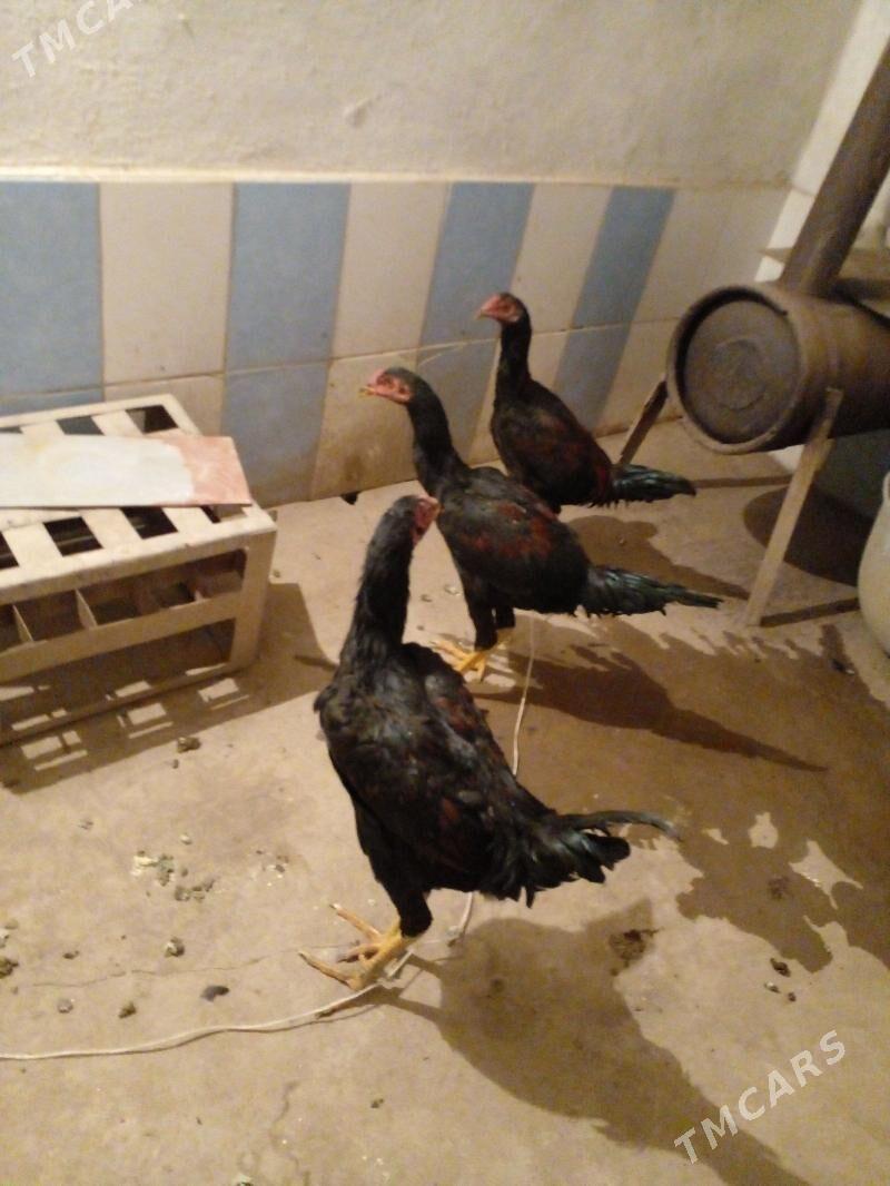 Horaz baysow juyjeler - Керки - img 2