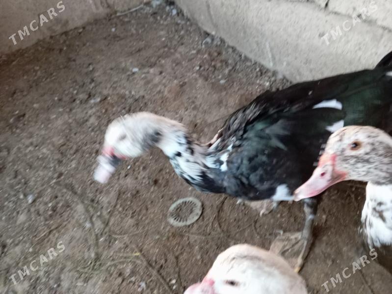 induwutga - Murgap - img 2