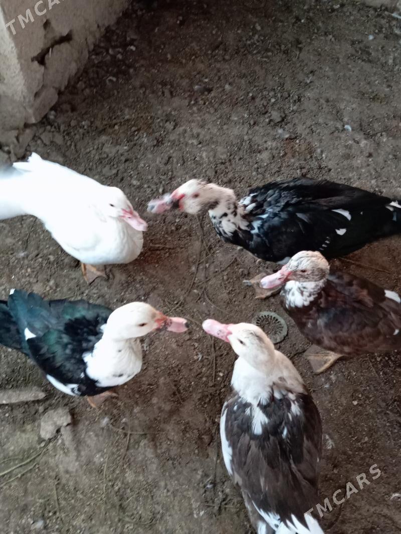 induwutga - Murgap - img 1