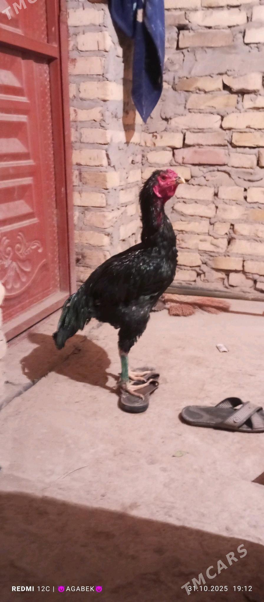 baysy horaz - Дарганата - img 2