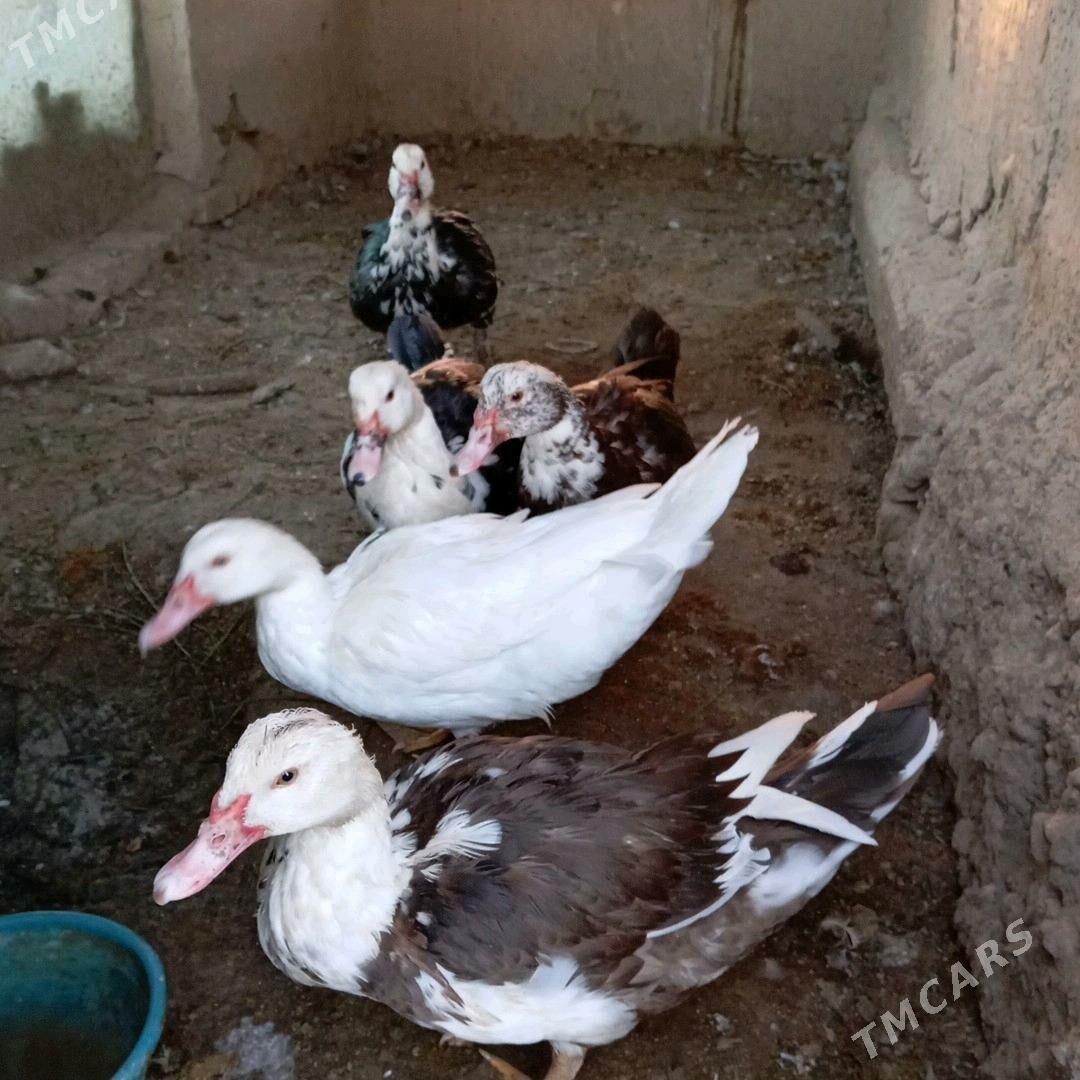 induwutga - Murgap - img 5