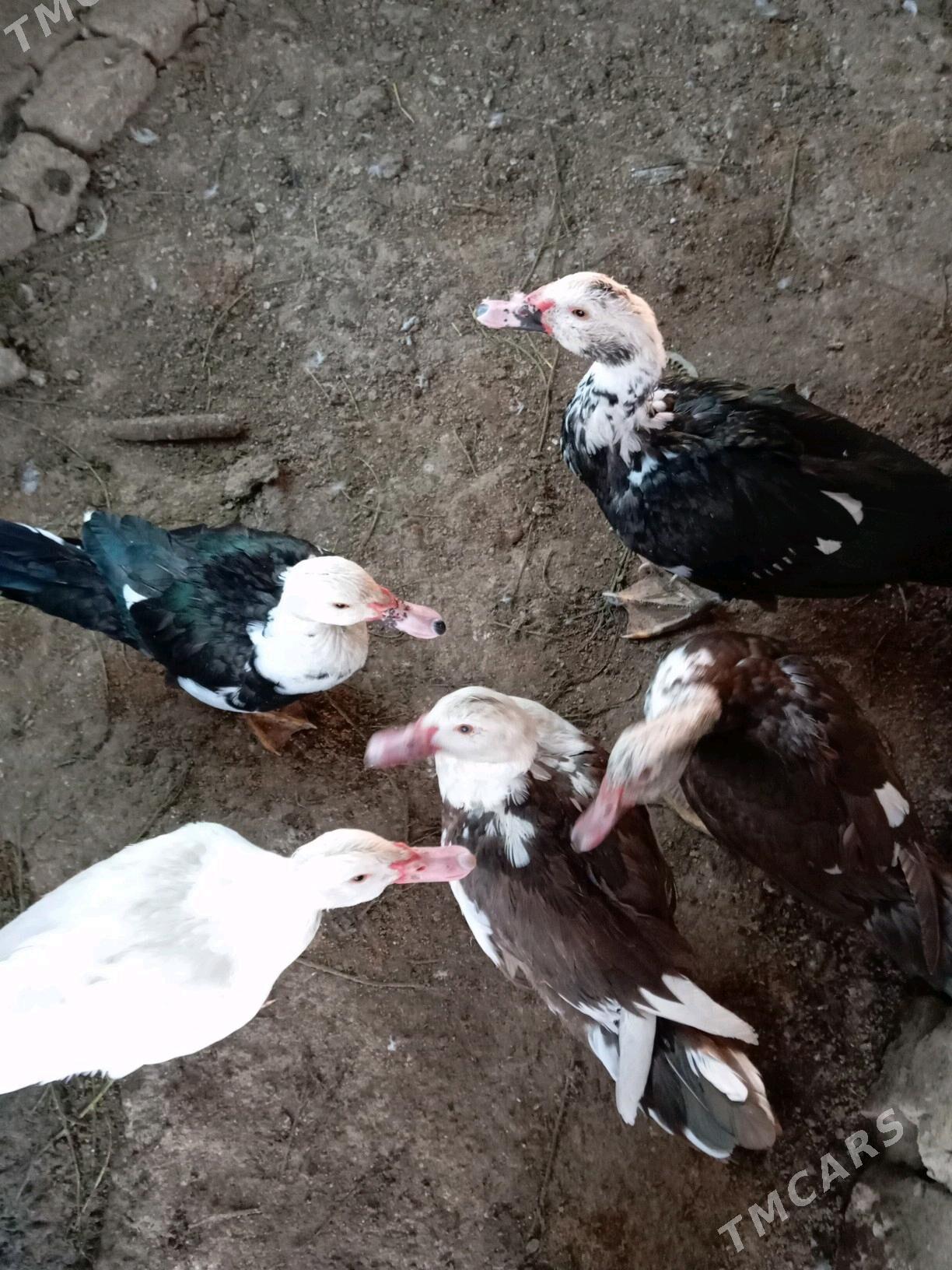 induwutga - Murgap - img 3