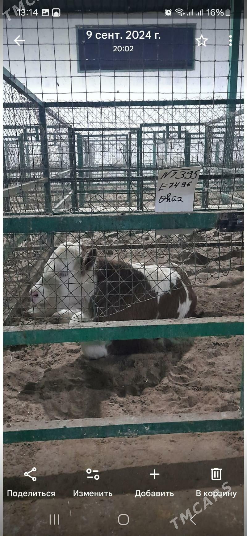 smental öküz - Herrikgala - img 5