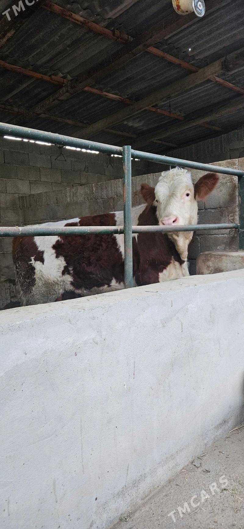 smental öküz - Herrikgala - img 2