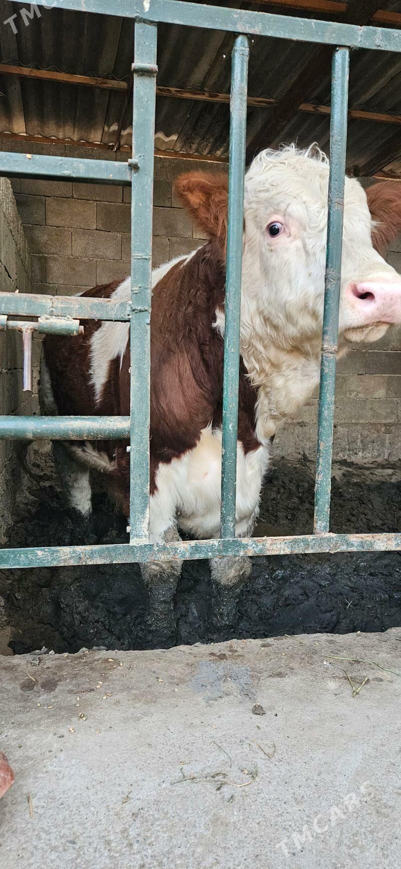 smental öküz - Herrikgala - img 4