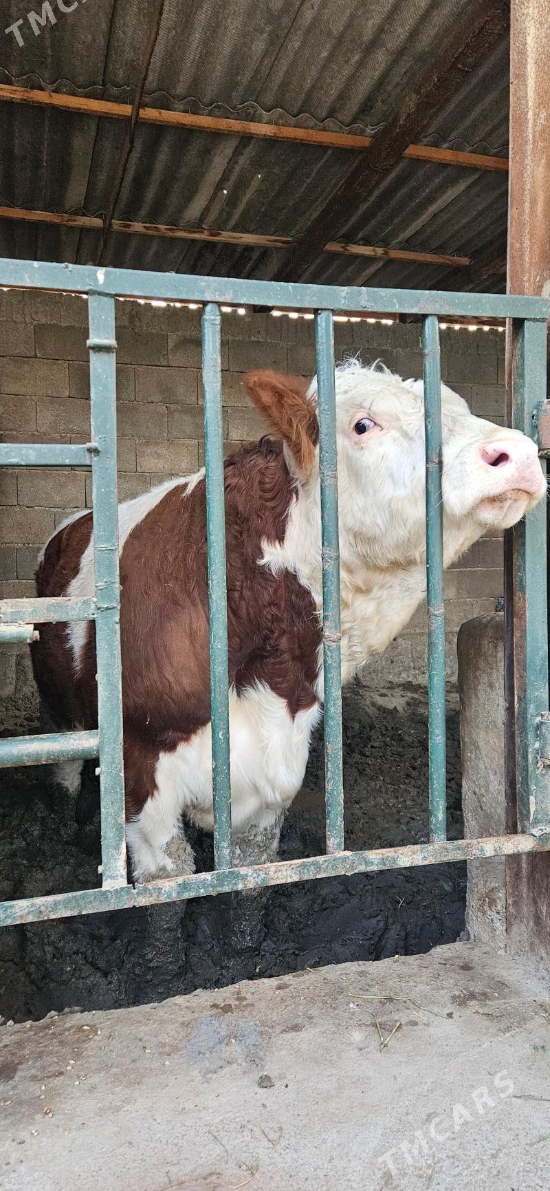 smental öküz - Herrikgala - img 3