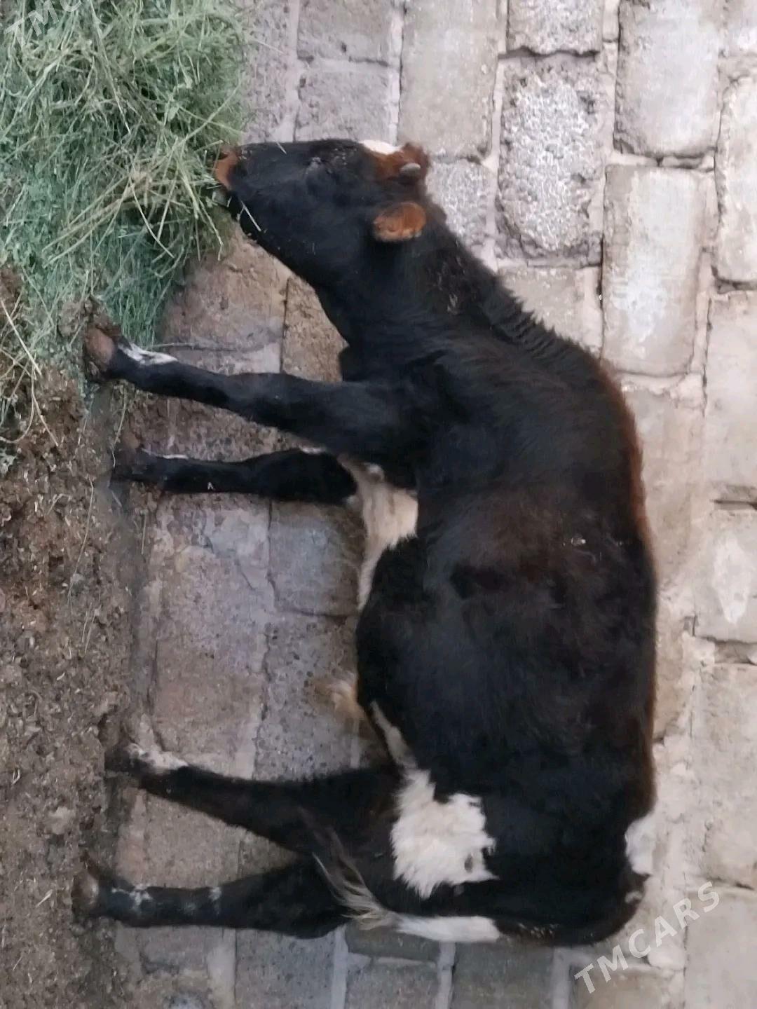 okuz - Aşgabat - img 2