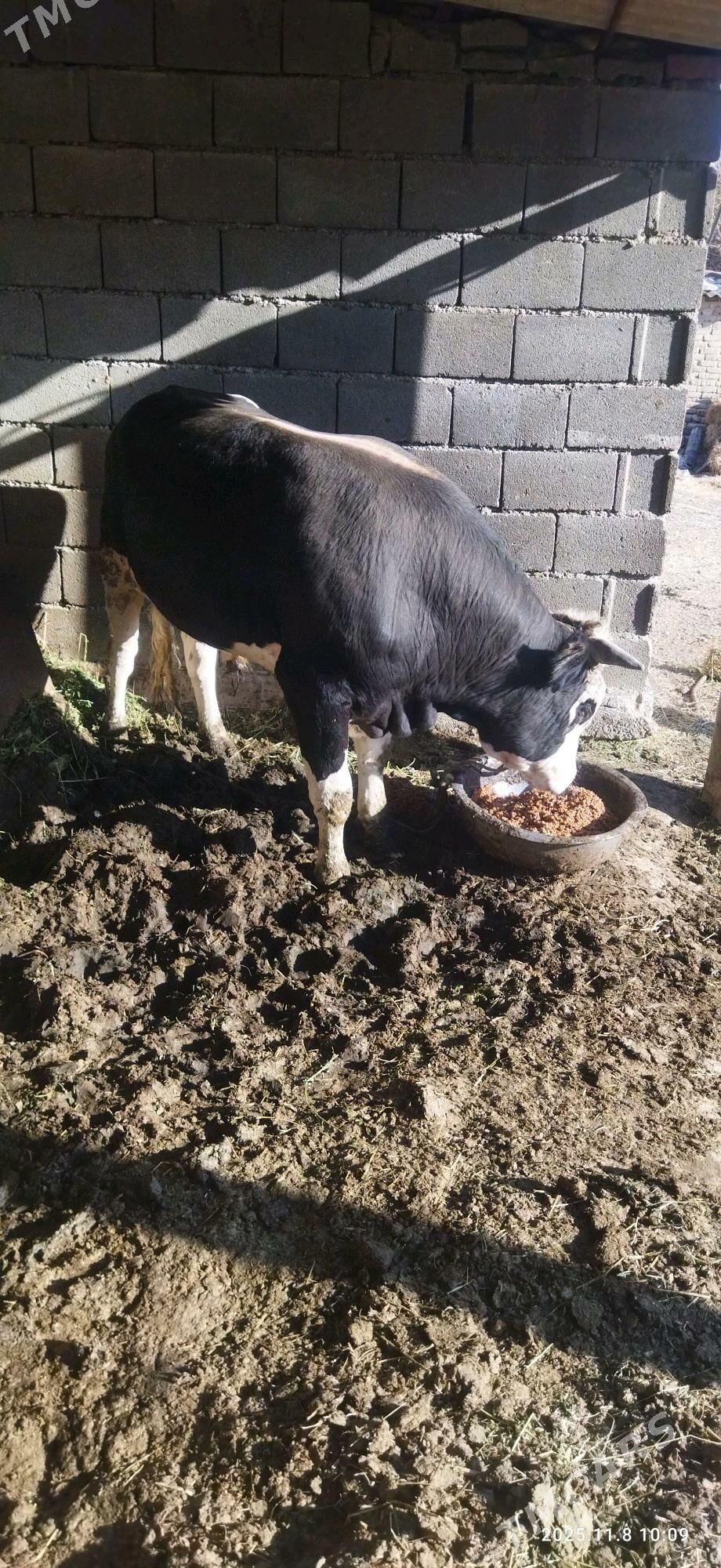 okuz - Bäherden - img 3