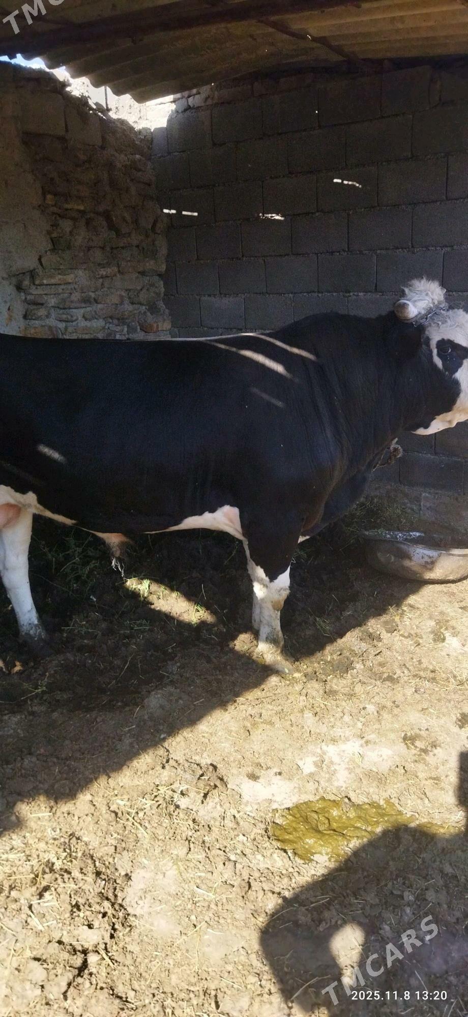 okuz - Bäherden - img 2