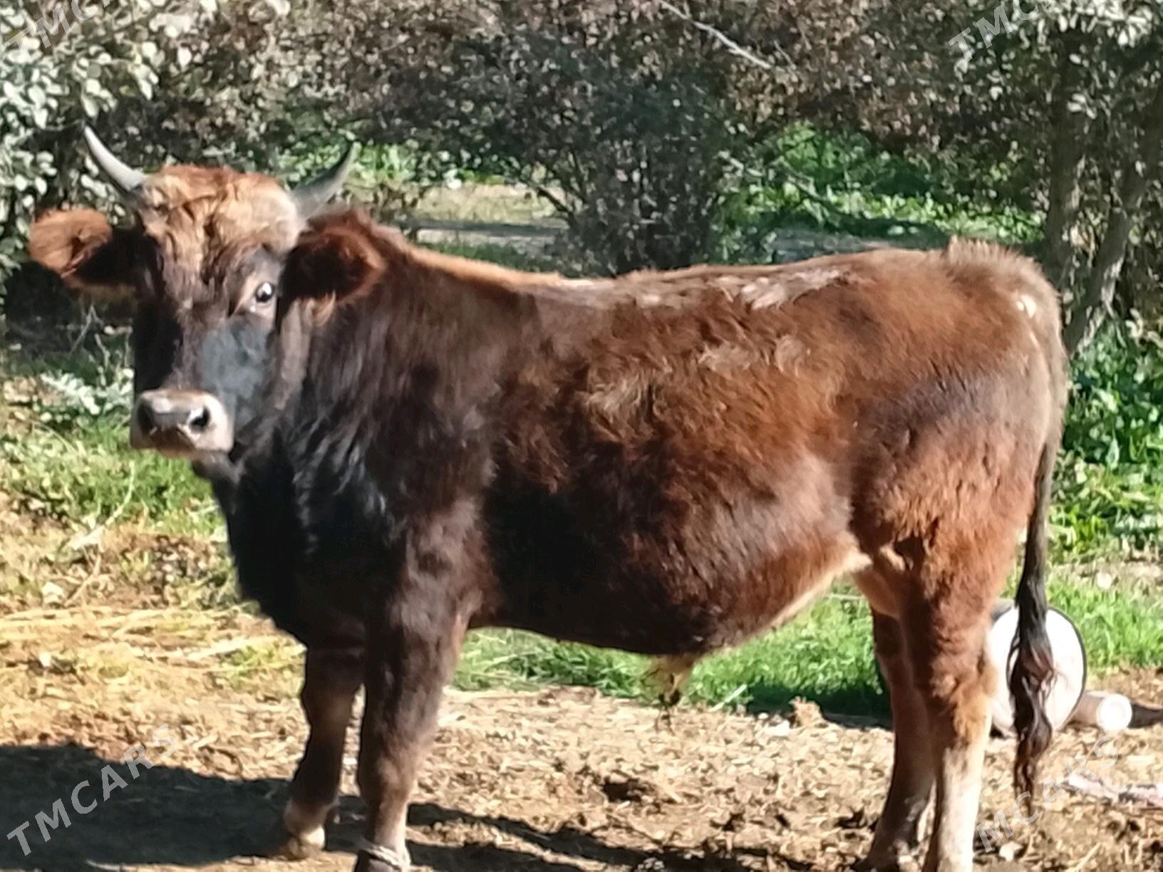 Öküz - Magtymguly - img 3