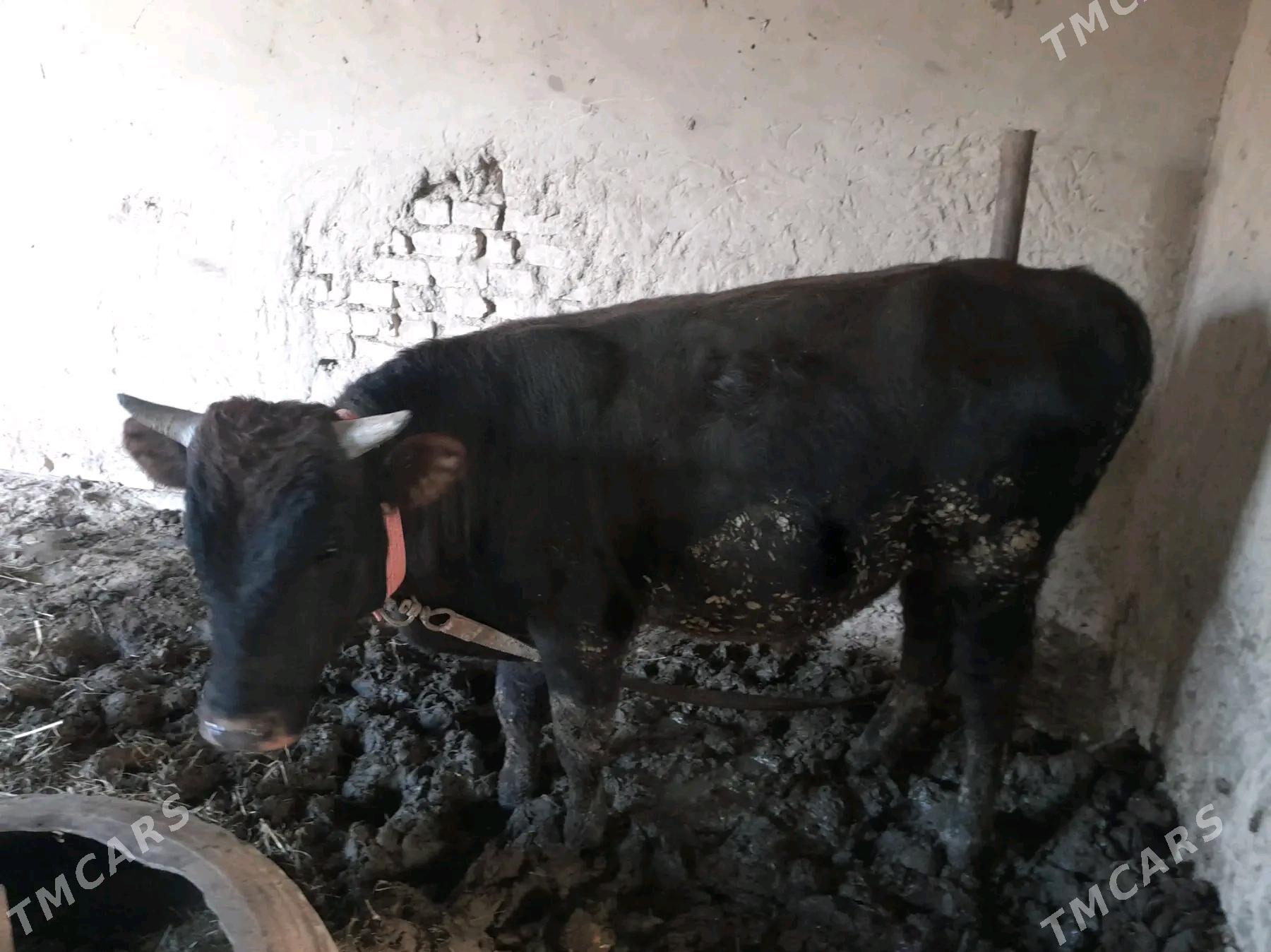 Öküz - Sakarçäge - img 5