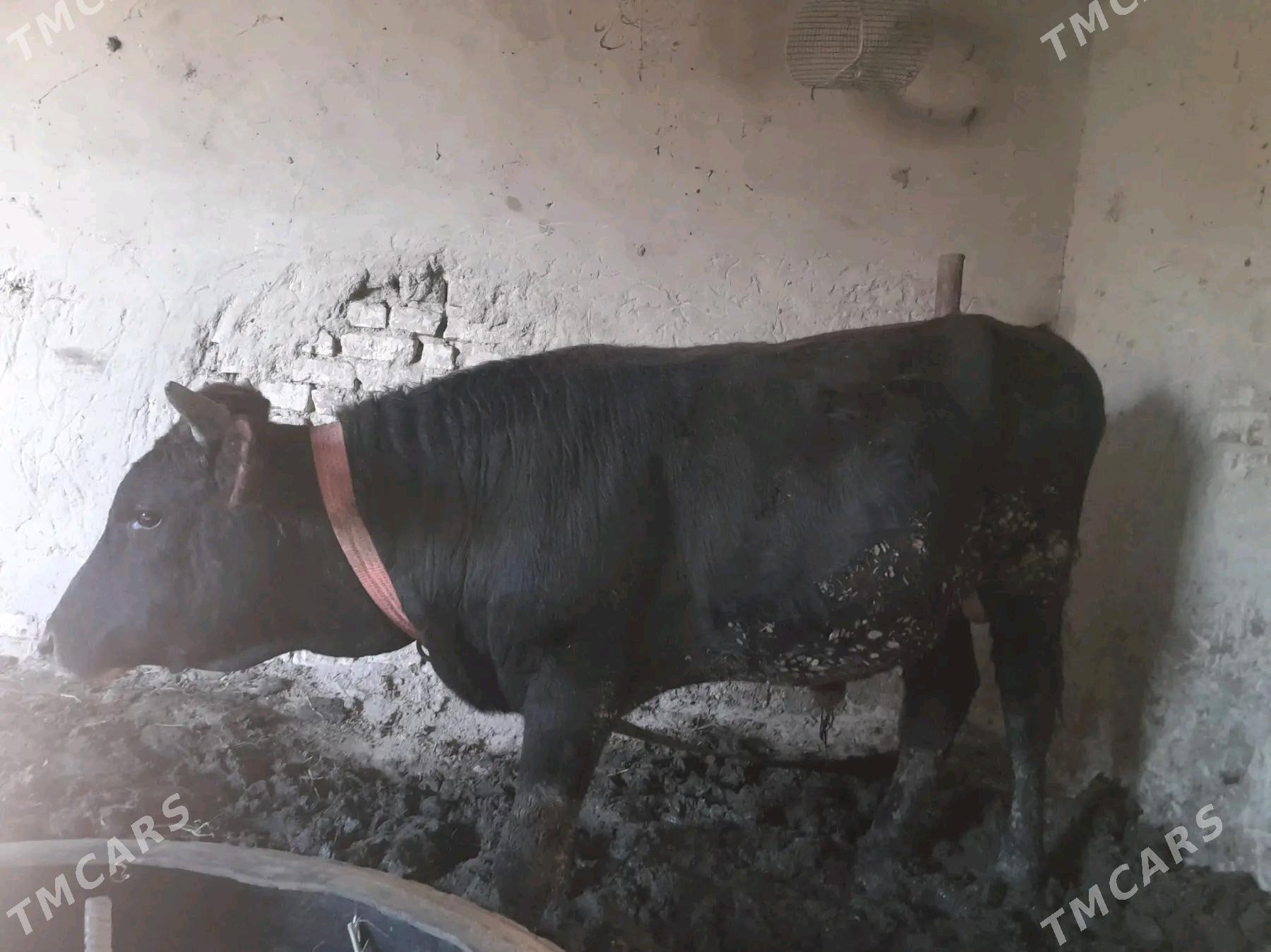 Öküz - Sakarçäge - img 3