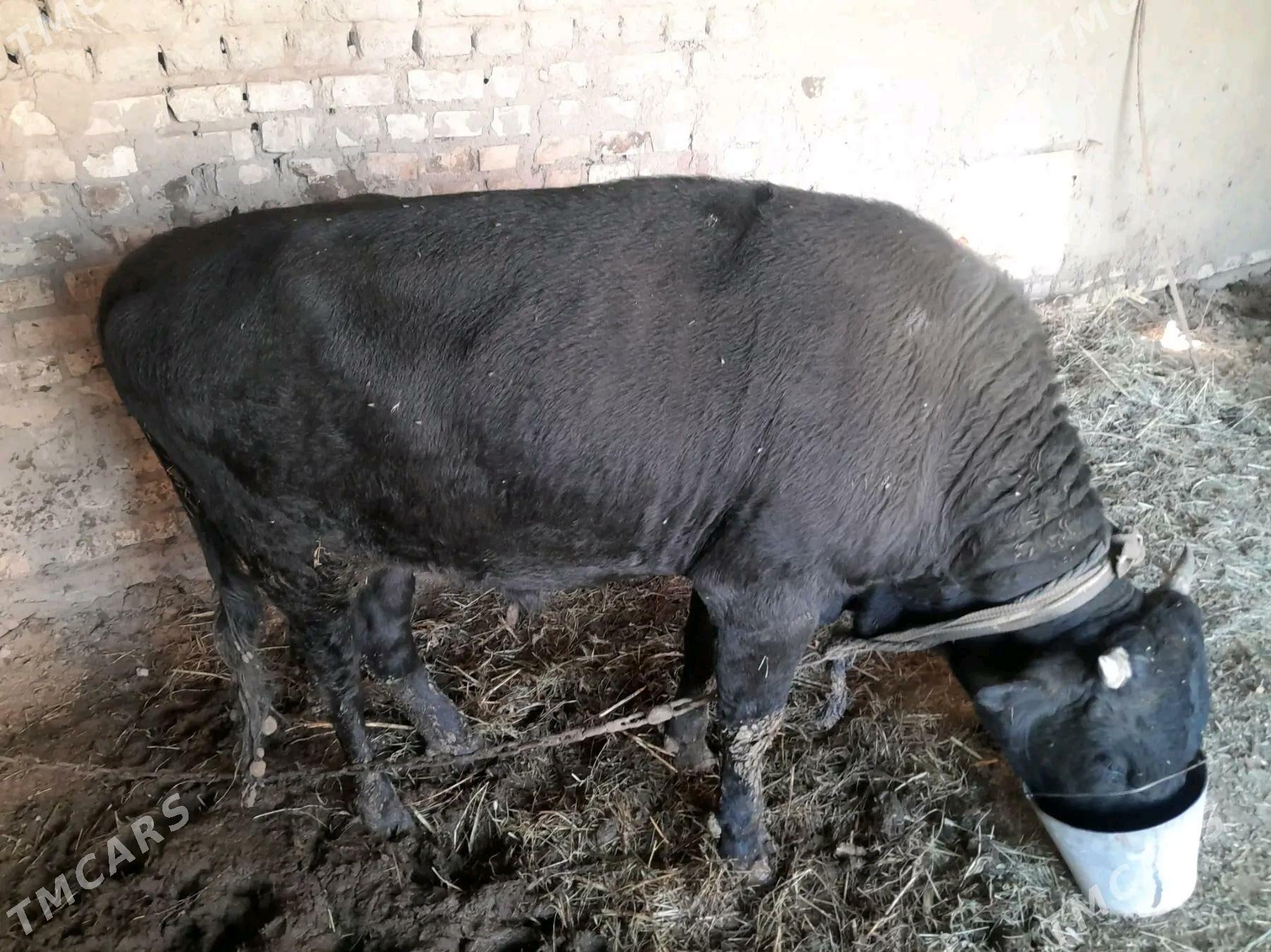 Öküz - Sakarçäge - img 4