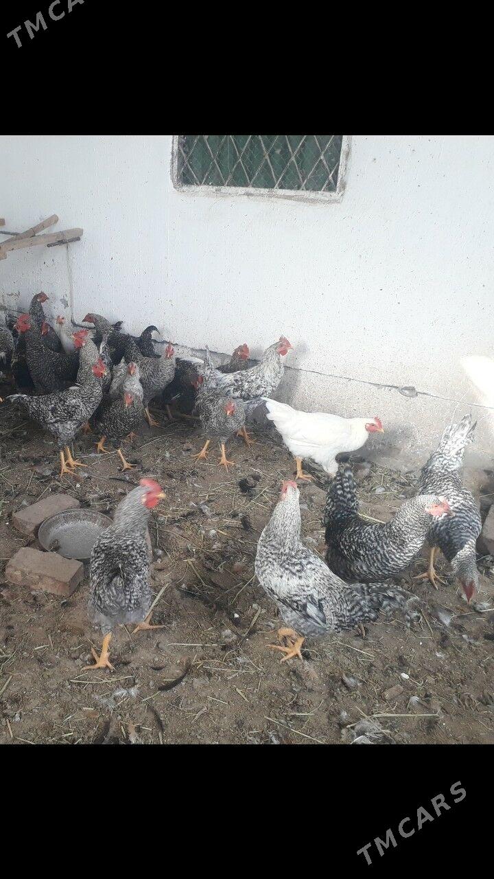 хораз - Туркменабат - img 1