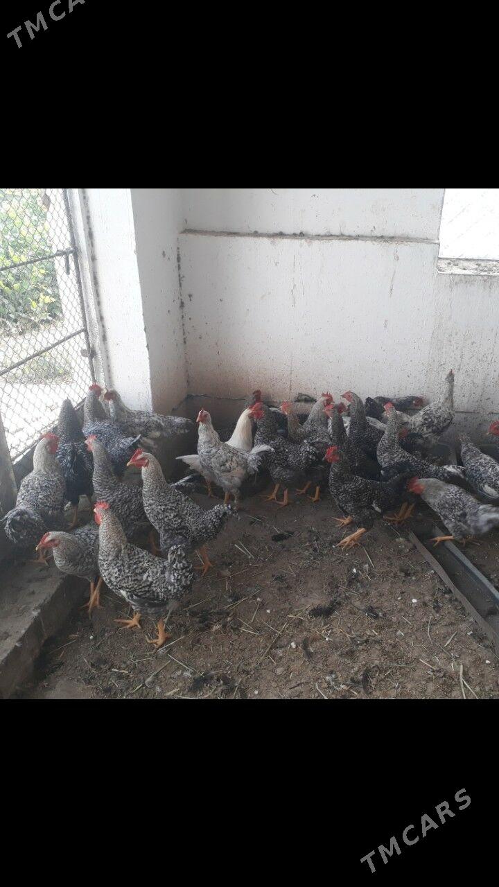 хораз - Туркменабат - img 2