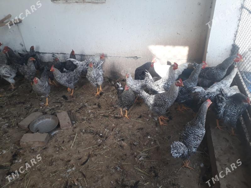 хораз - Туркменабат - img 3