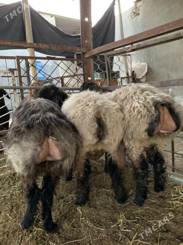 Bakylan tokly - Aşgabat - img 5