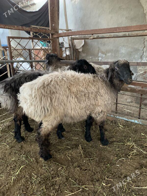 Bakylan tokly - Aşgabat - img 1