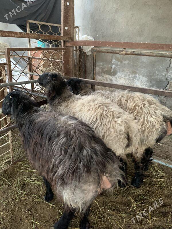 Bakylan tokly - Aşgabat - img 4