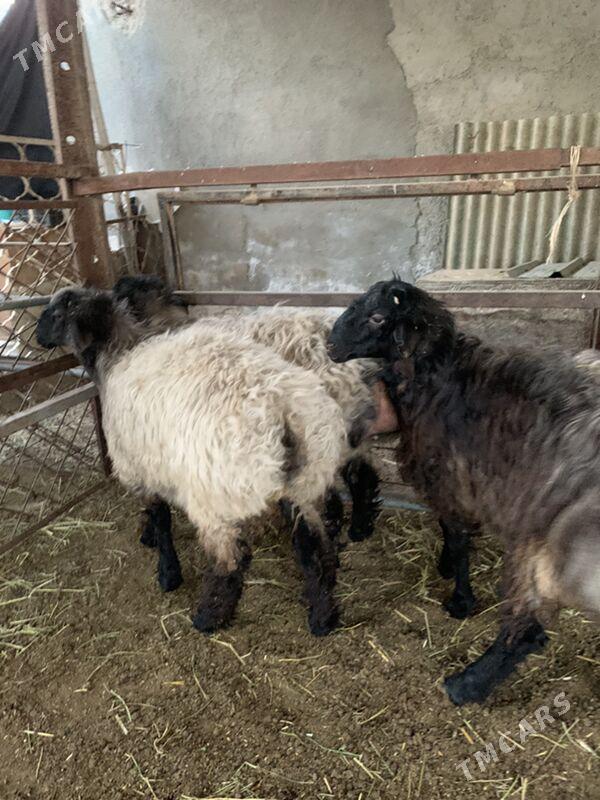 Bakylan tokly - Aşgabat - img 3