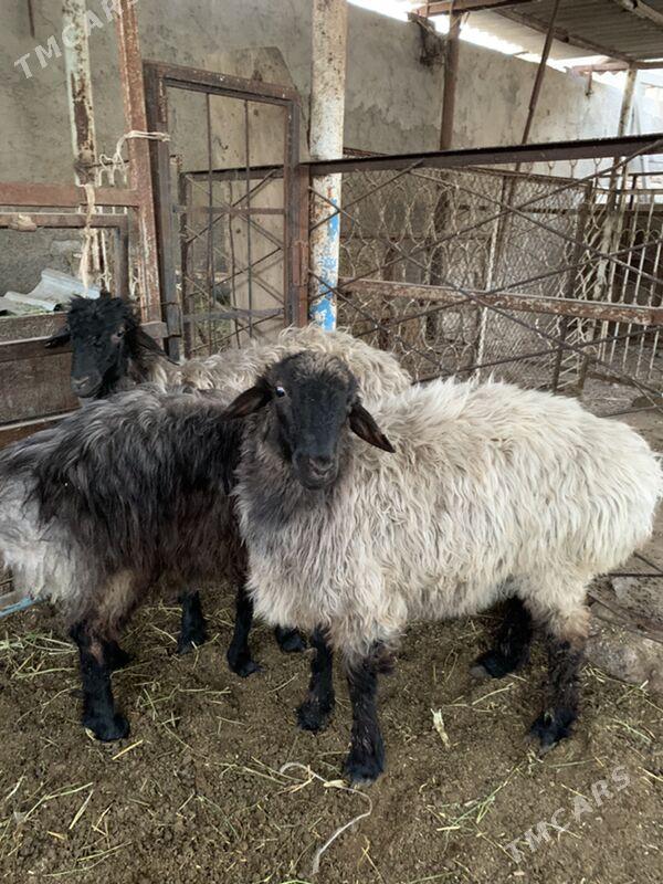 Bakylan tokly - Aşgabat - img 2