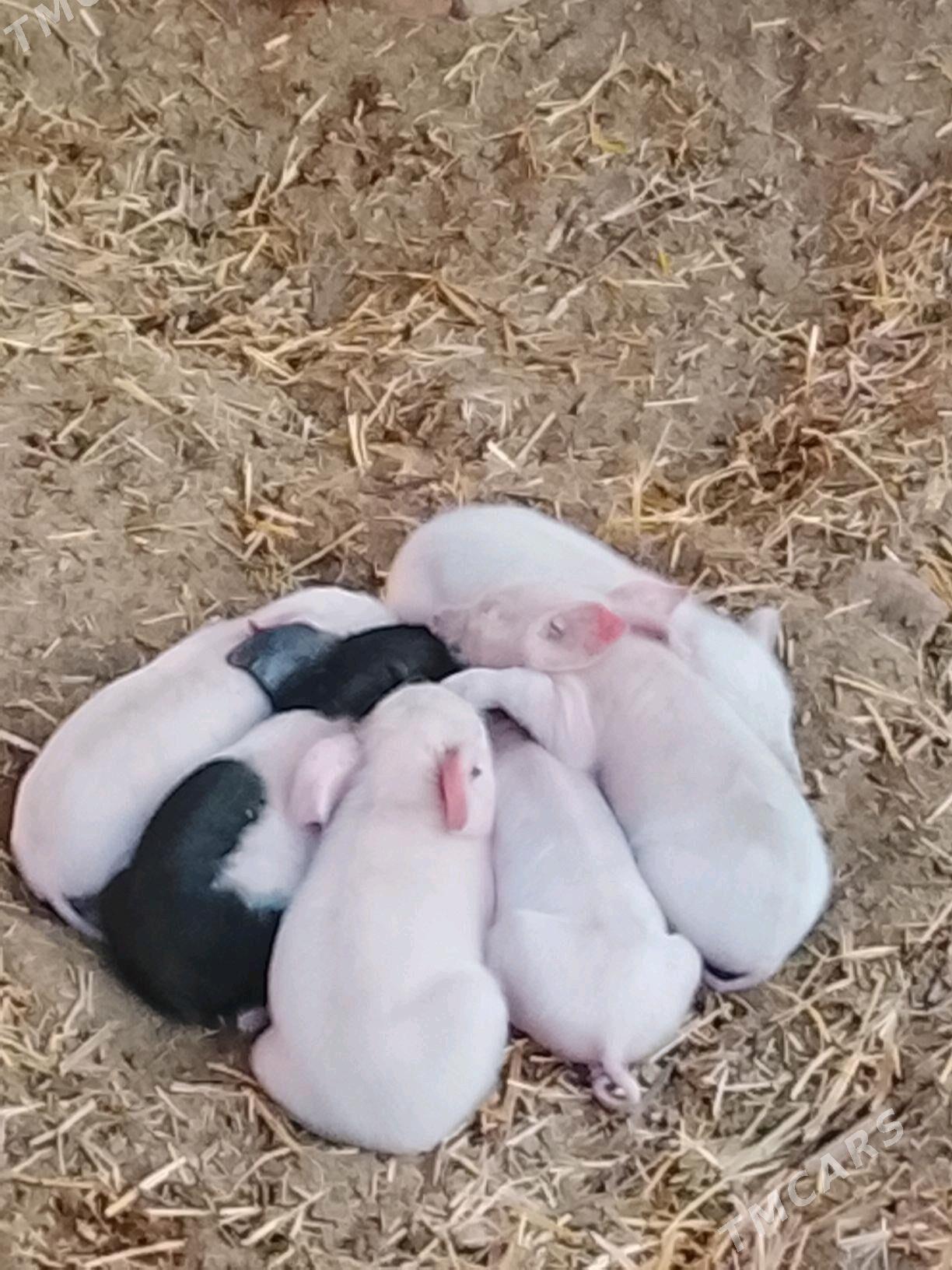 жожуклы матка - Türkmenabat - img 2