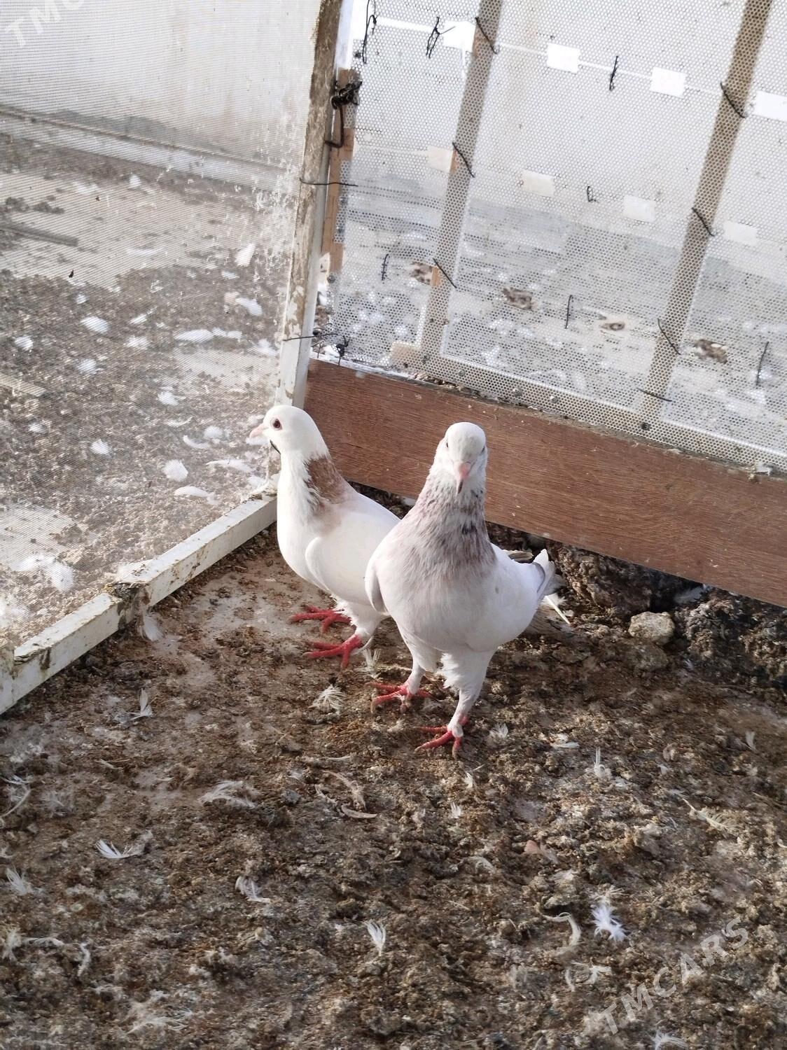 kepderi - ул. Подвойского (Битарап Туркменистан шаёлы) - img 2