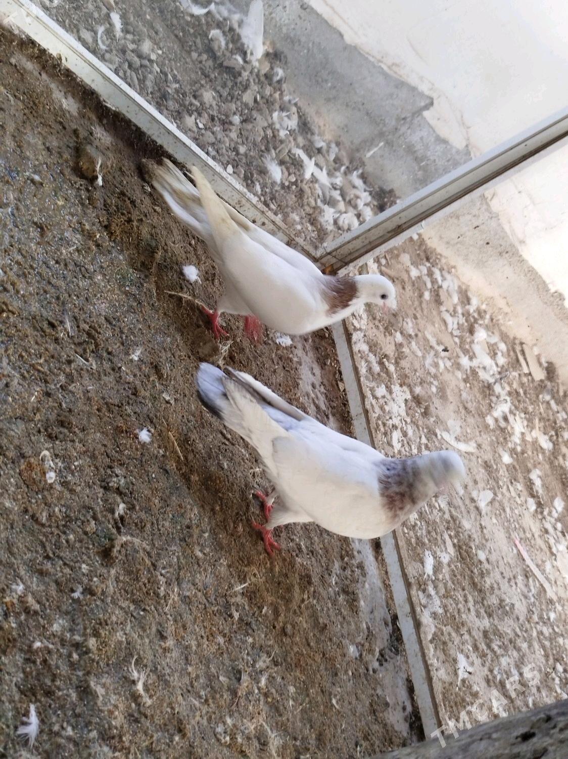 kepderi - ул. Подвойского (Битарап Туркменистан шаёлы) - img 5