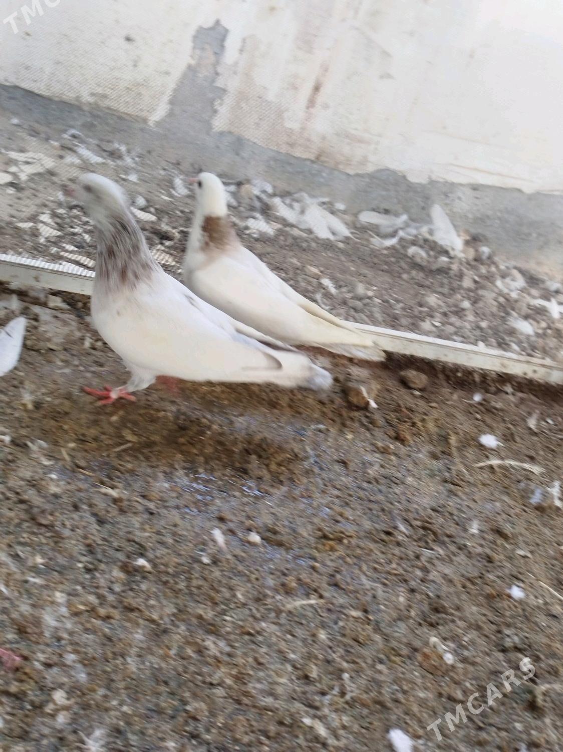 kepderi - ул. Подвойского (Битарап Туркменистан шаёлы) - img 4