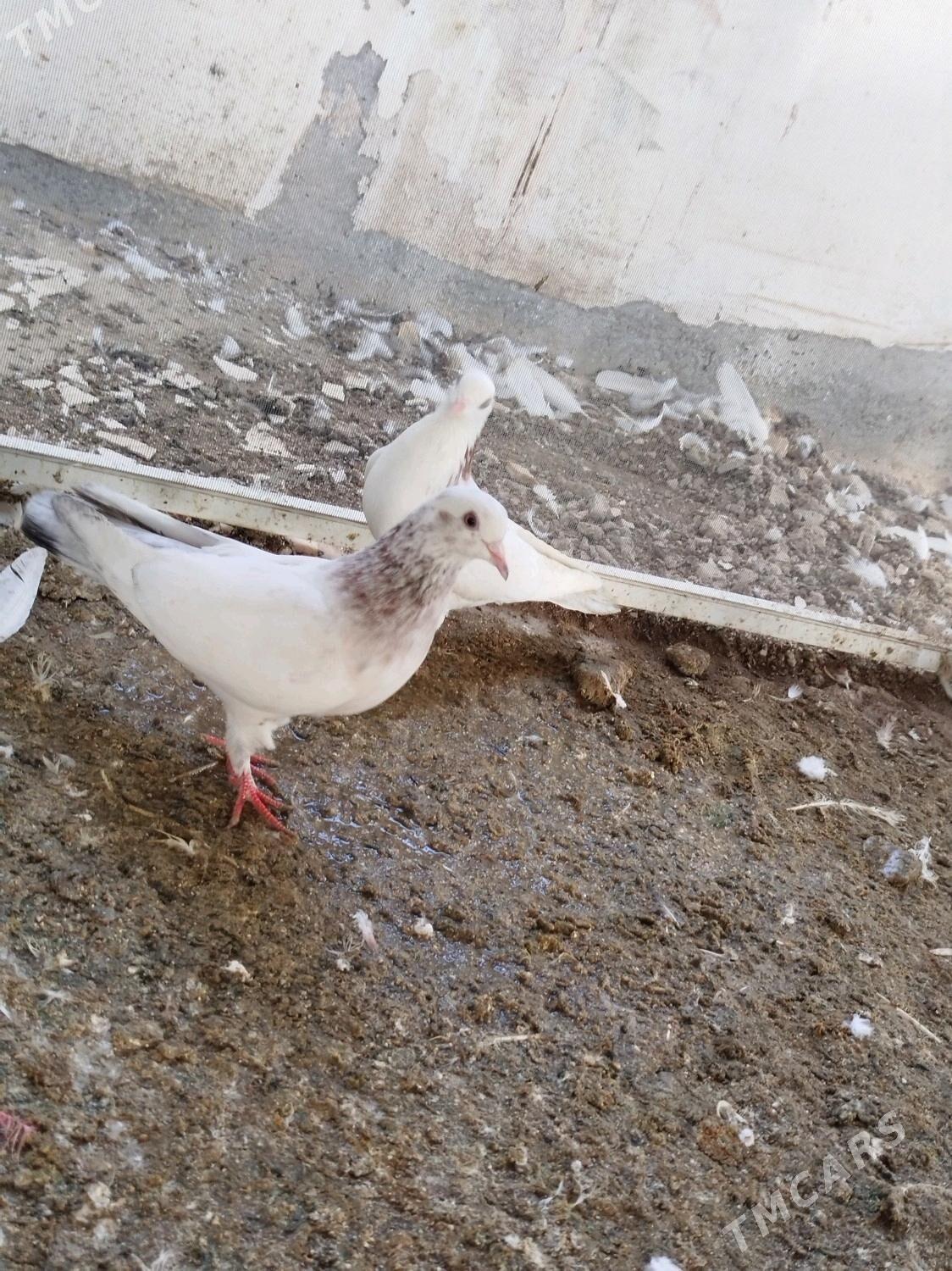 kepderi - ул. Подвойского (Битарап Туркменистан шаёлы) - img 3