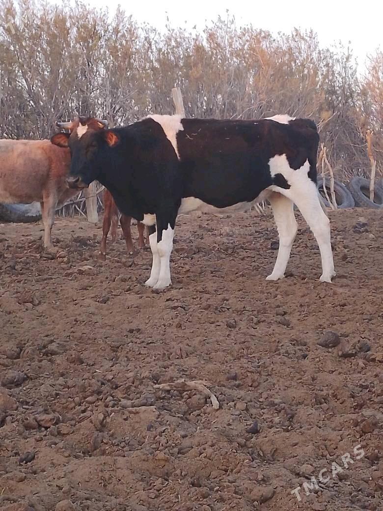 sygyr - Bereket - img 3