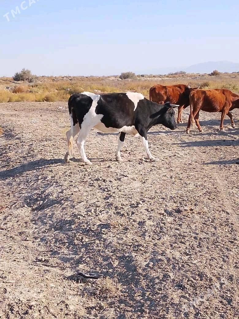 sygyr - Bereket - img 1