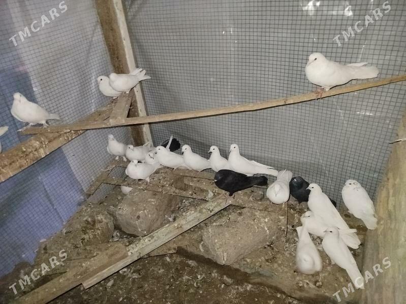 kepteri - Türkmenabat - img 4