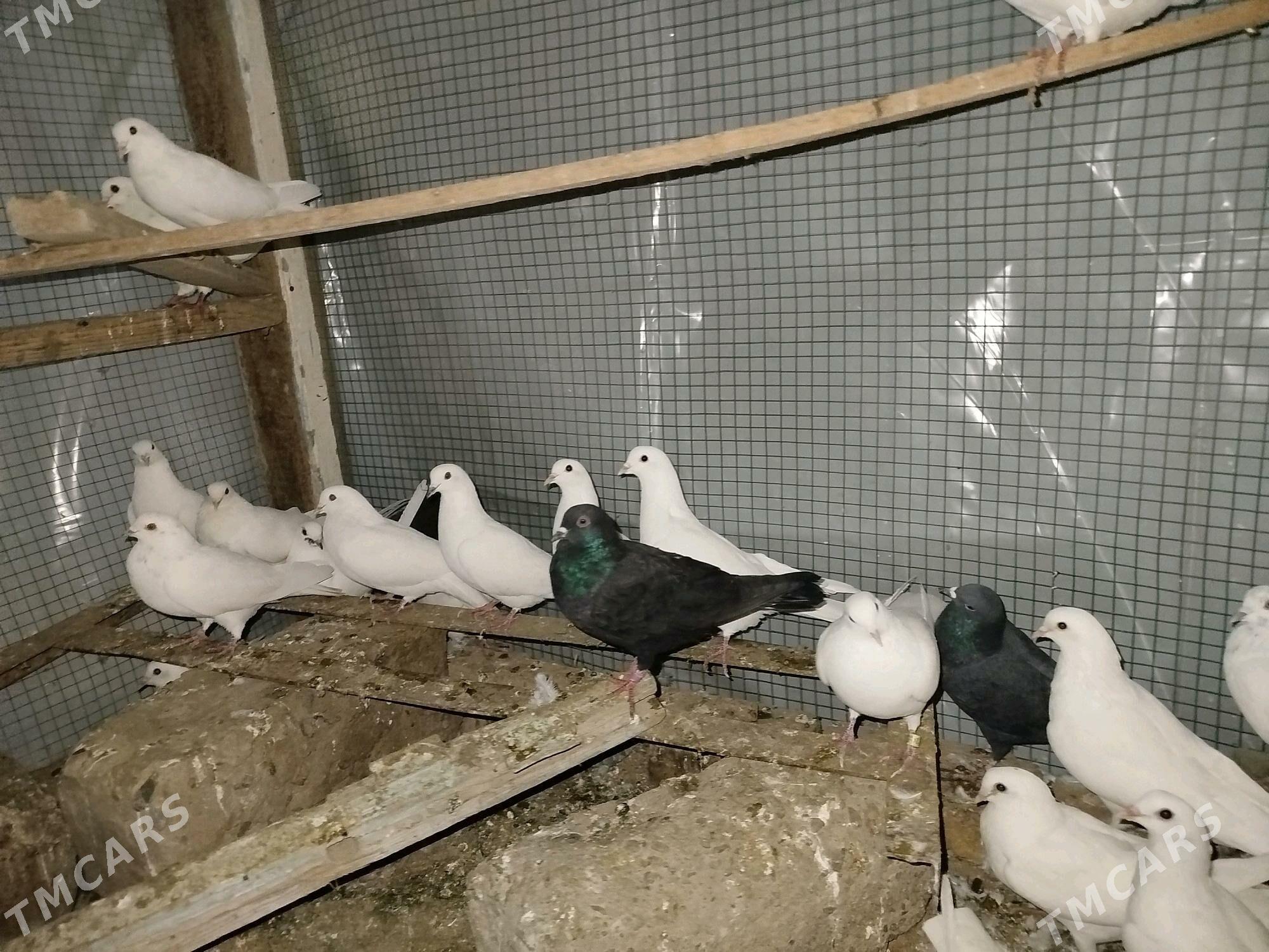 kepteri - Türkmenabat - img 2