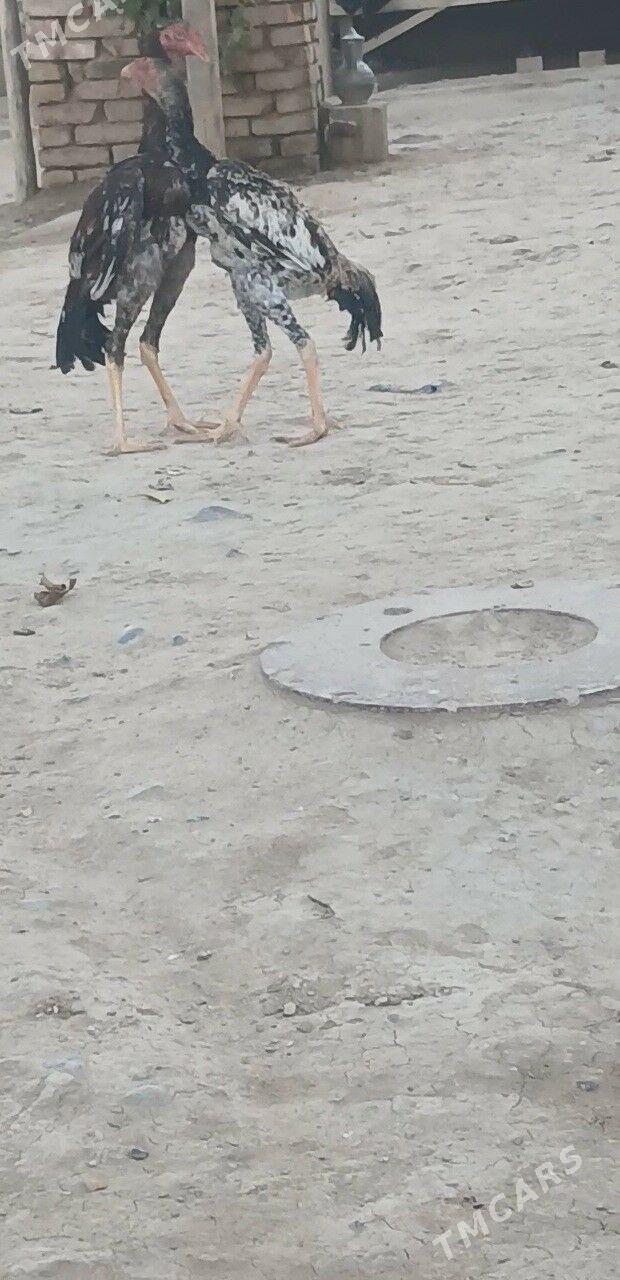 jüýje - Яшлык - img 3