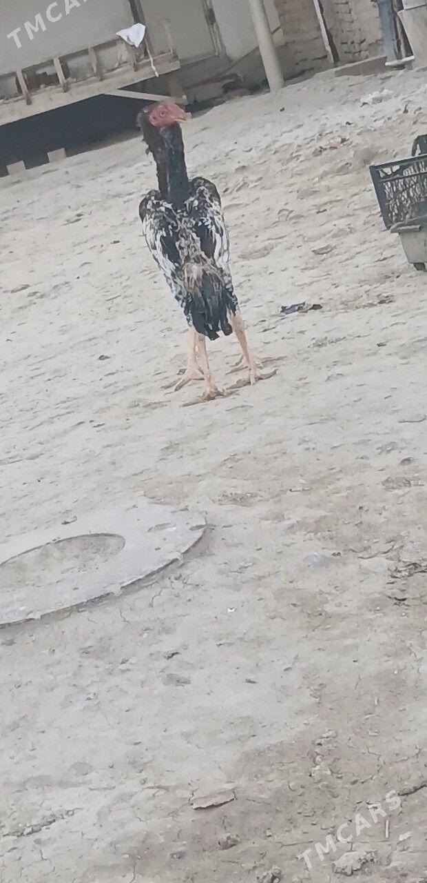 jüýje - Яшлык - img 2