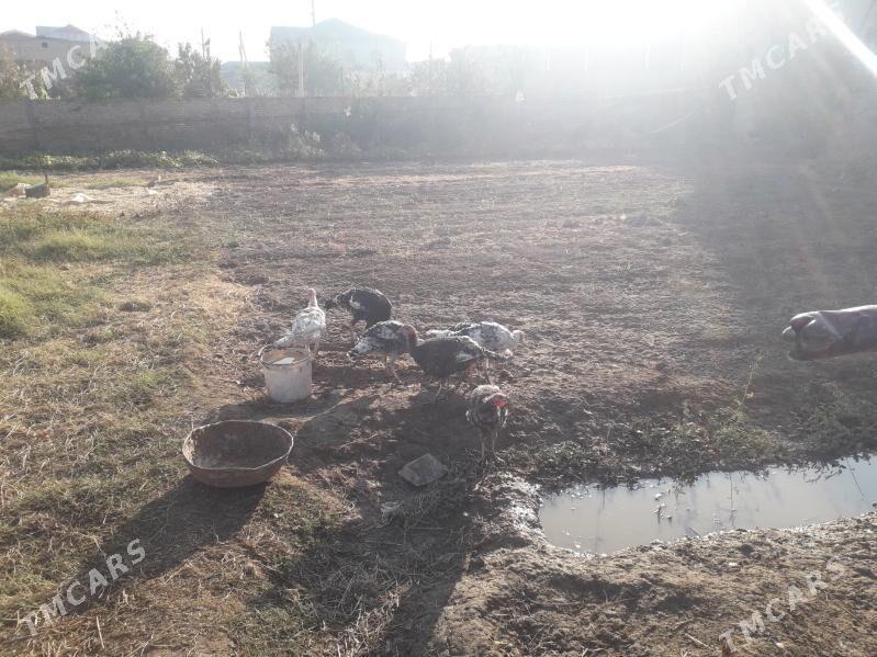 induklar - Туркменабат - img 1