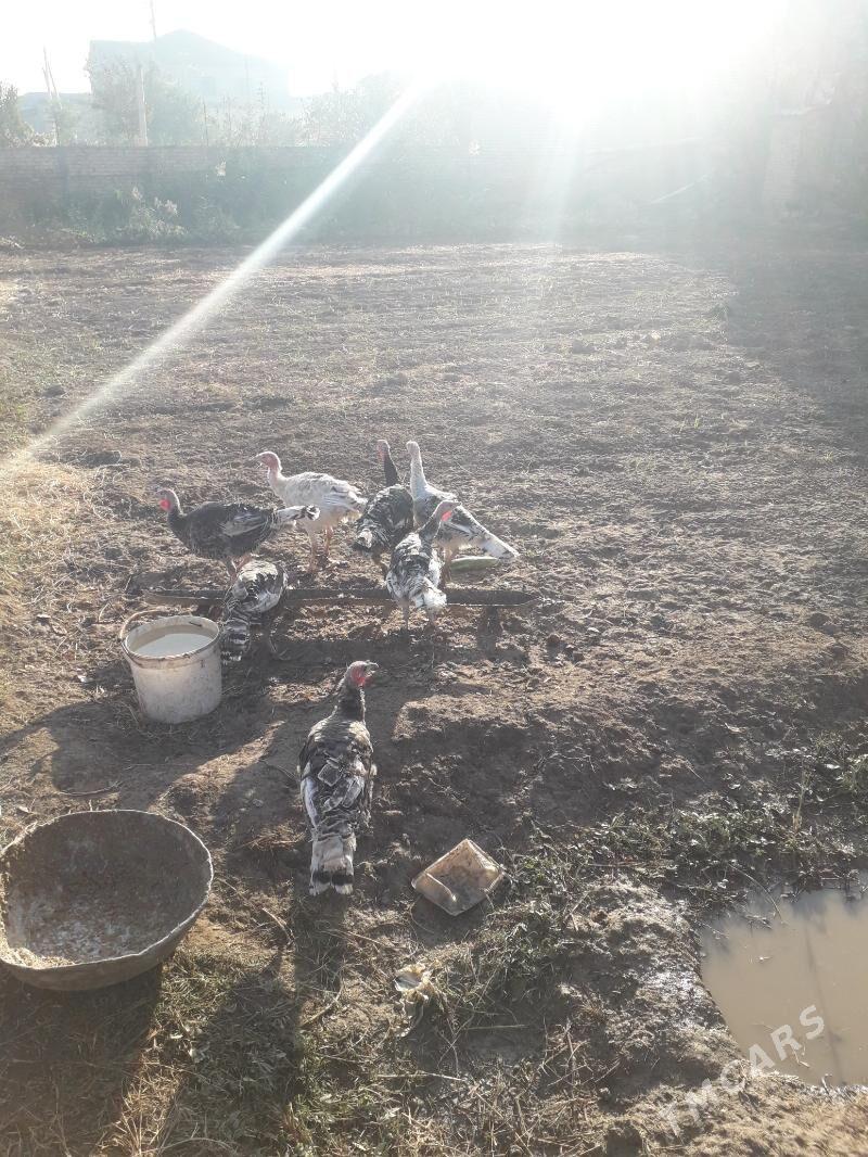 induklar - Туркменабат - img 3