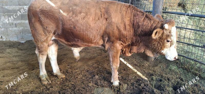 Simental okuz - Ашхабад - img 2