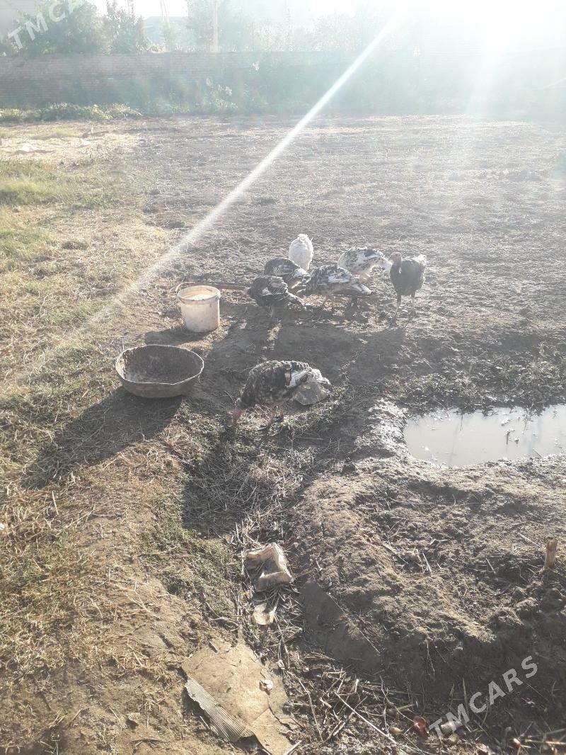 induklar - Туркменабат - img 2