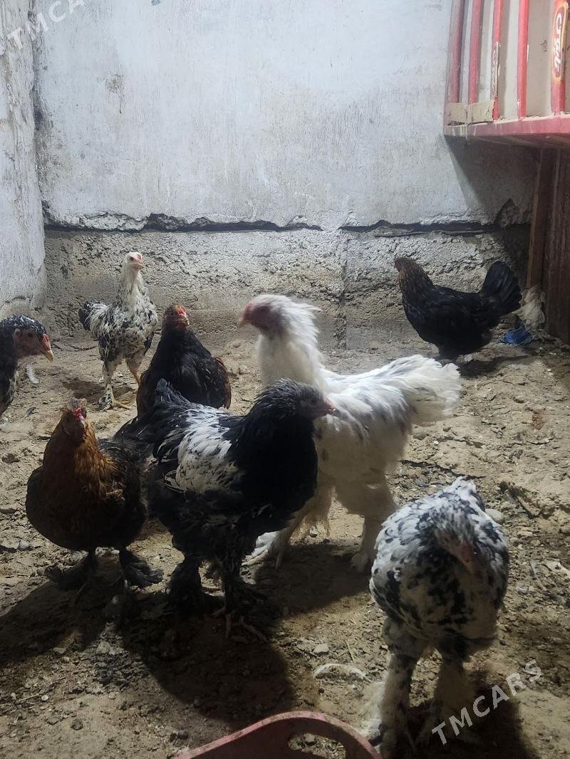 brama horazlar - Hitrowka - img 7