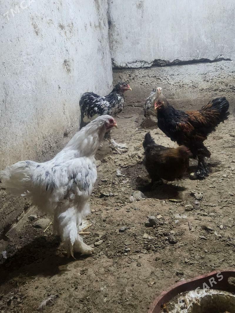 brama horazlar - Hitrowka - img 6