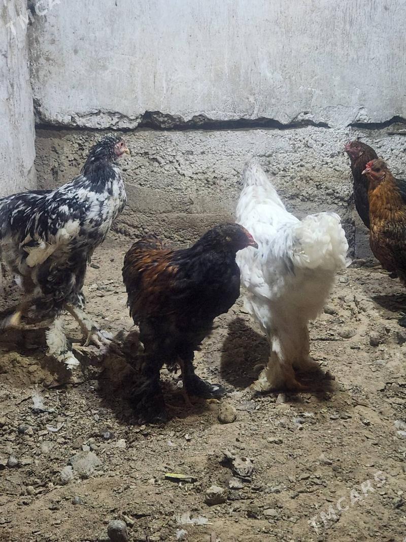 brama horazlar - Hitrowka - img 3