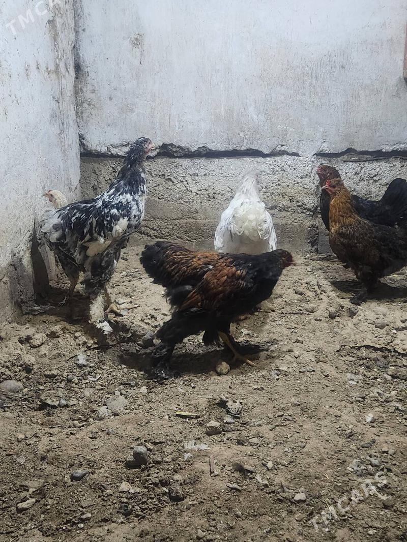 brama horazlar - Hitrowka - img 2